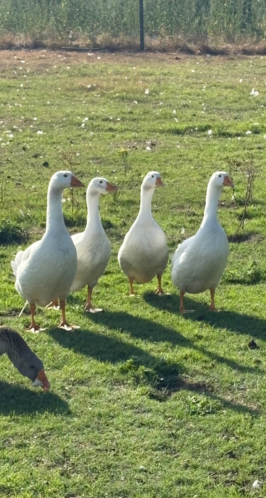 Boerenganzen te koop, Dieren en Toebehoren, Pluimvee, Geslacht onbekend, Gans of Zwaan