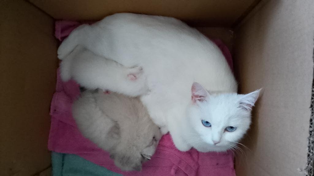 Ragdoll x Britse korthaar kittens te koop!, Meerdere dieren, Gechipt, 0 tot 2 jaar