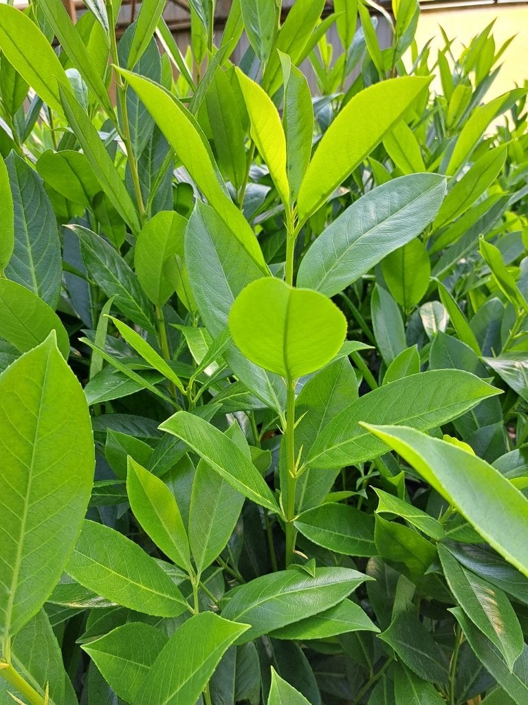 Grote Laurierhaag Rotundifolia 175-200 cm, Tuin en Terras, Planten | Struiken en Hagen, Verzenden, Laurier, Haag, 100 tot 250 cm