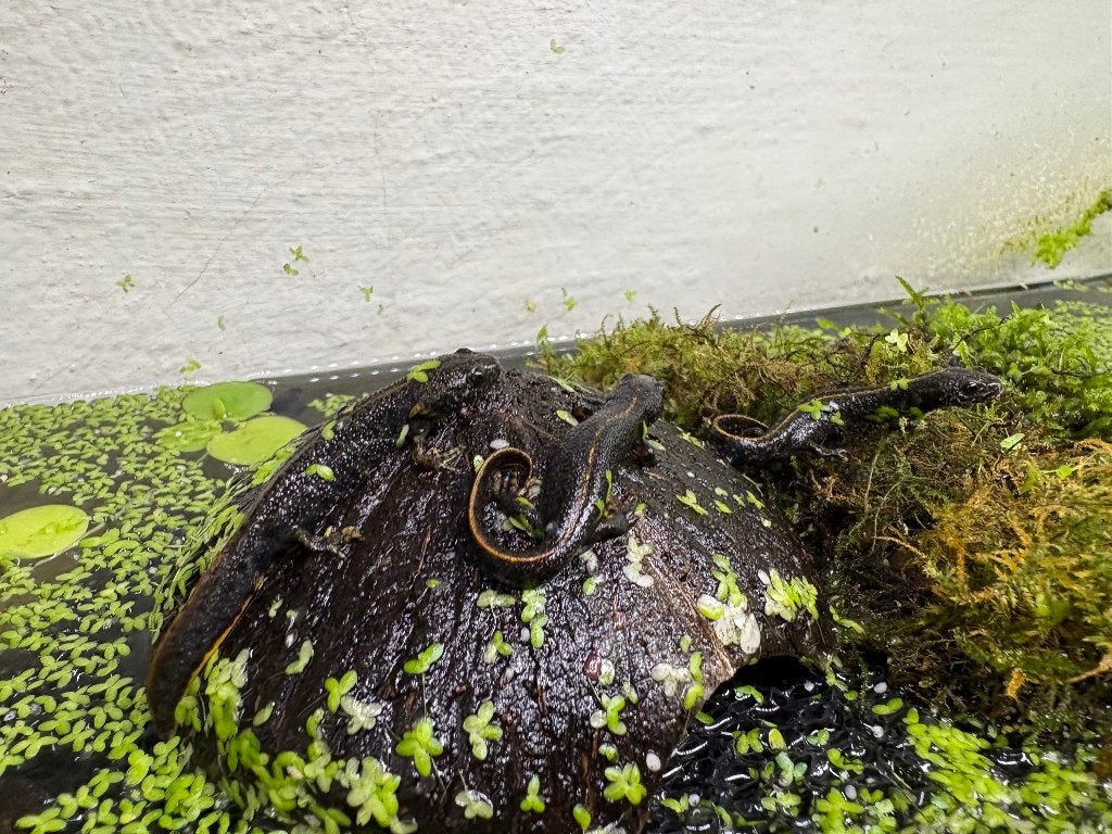 Donau kamsalamander, Dieren en Toebehoren, Amfibie, 0 tot 2 jaar
