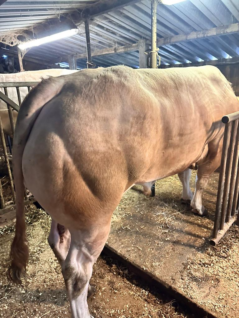 Blonde stamboek stier VERKOCHT, Dieren en Toebehoren, Runderen, Meerdere dieren
