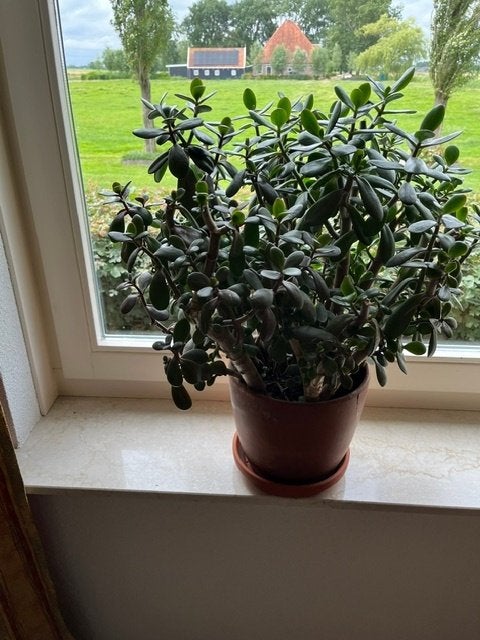 plant, Huis en Inrichting, Ophalen, Overige soorten, Halfschaduw, Minder dan 100 cm
