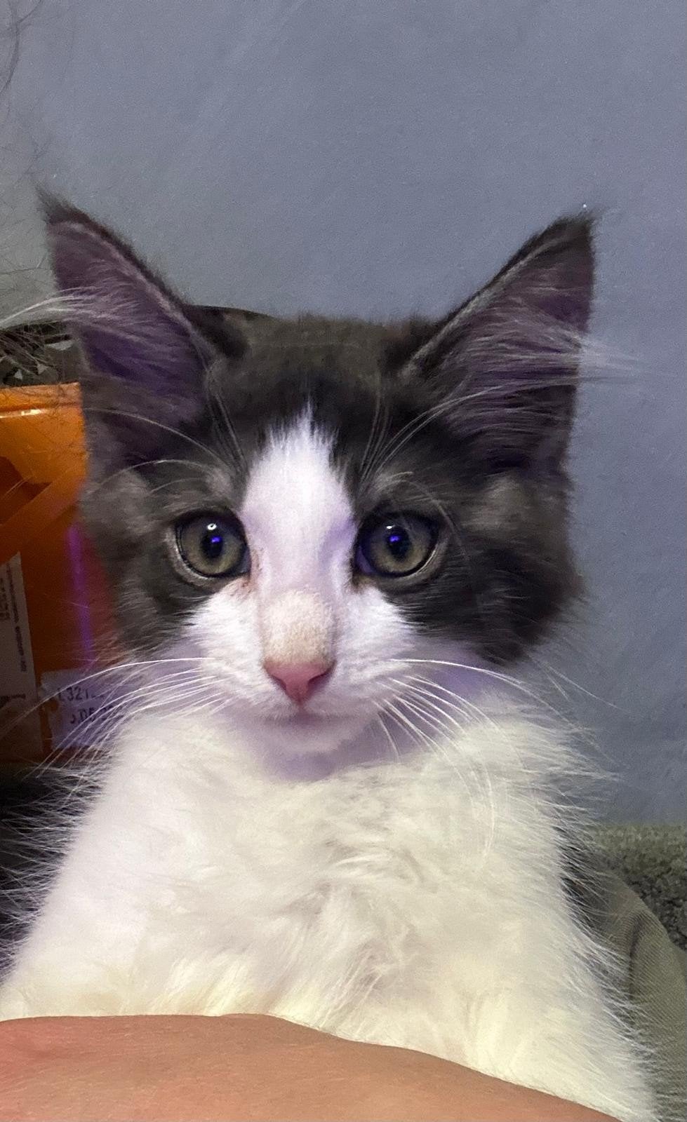 Kittens maincoon / ragdoll, Meerdere dieren