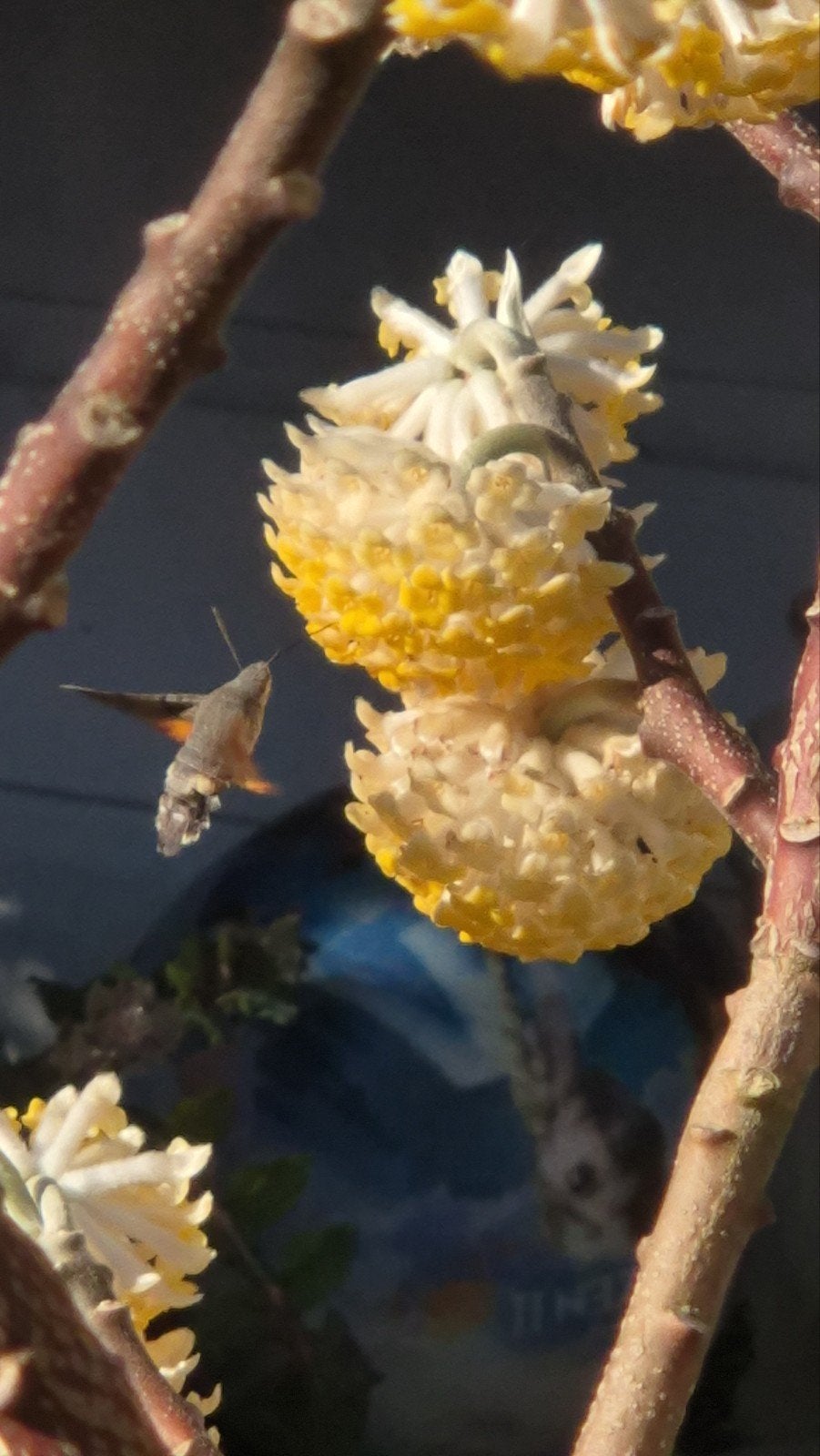 Prachtige Papierstruik (Edgeworthia) - Bloeit vroeg!, Vaste plant, Halfschaduw, Lente, Ophalen