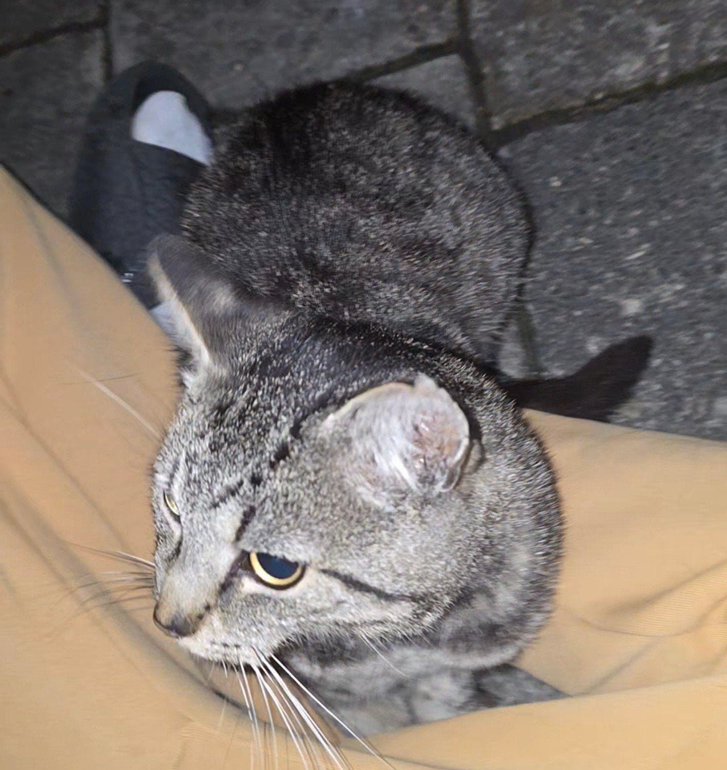 lieve kat zoekt goed huisje, Dieren en Toebehoren, Mannelijk, Dwerg, 3 tot 5 jaar
