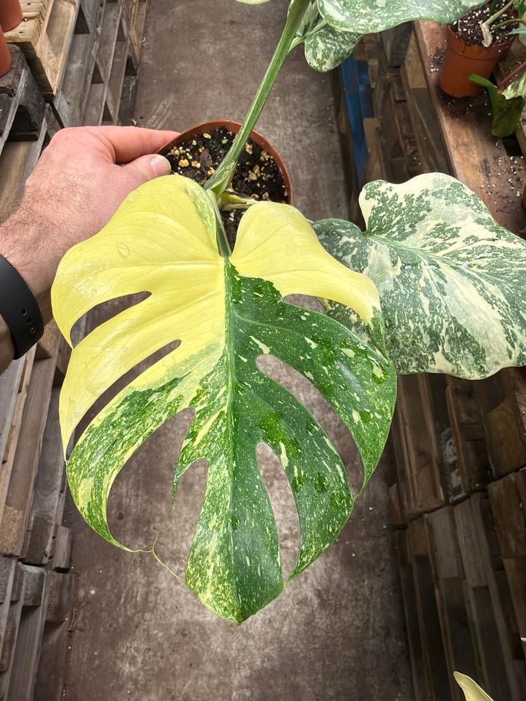 Monstera Deliciosa Crème Brulee - Pot 12, Ophalen of Verzenden