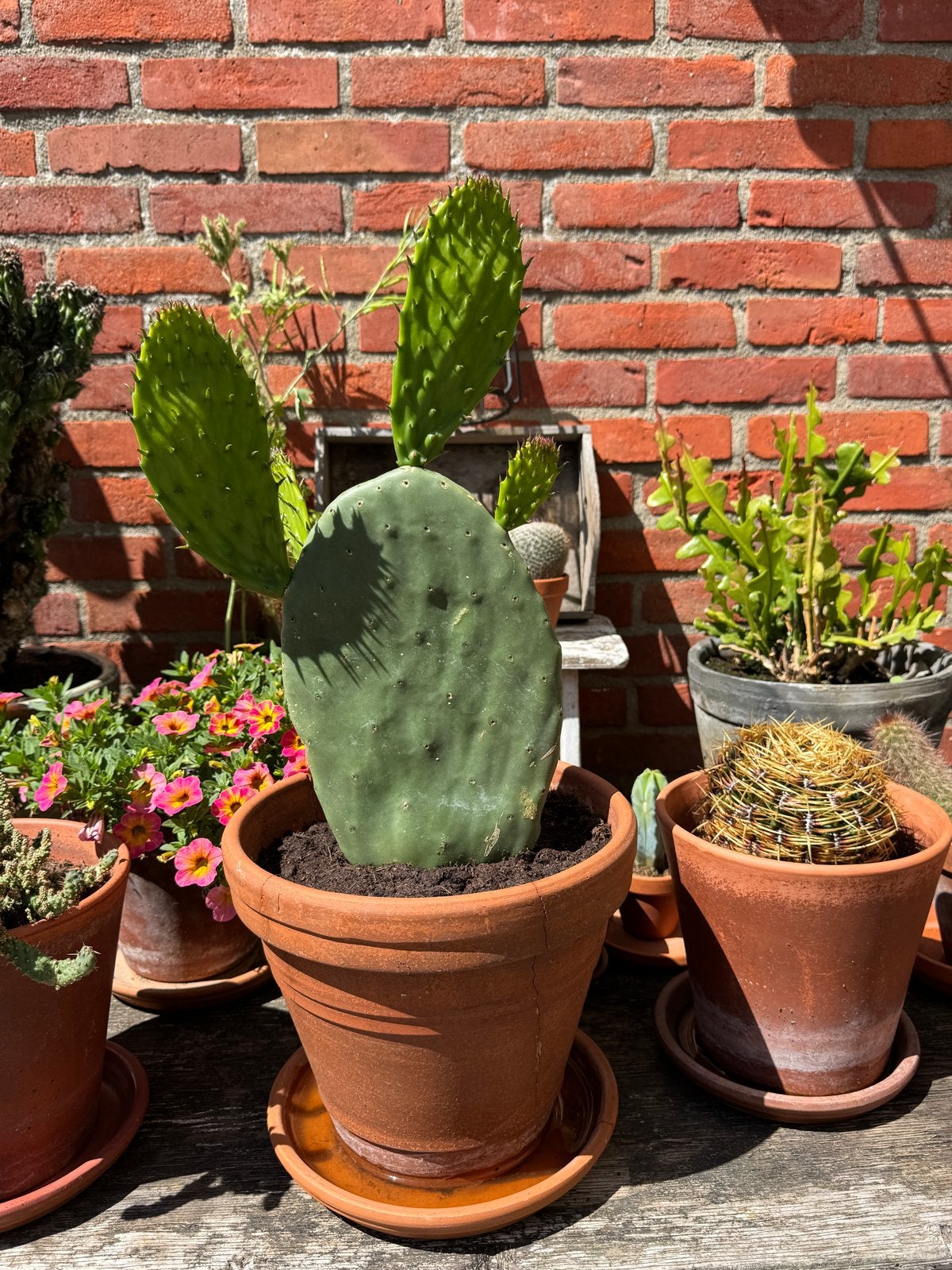 Grote Opuntia Cactus in Terracotta Pot, Tuin en Terras, Planten | Tuinplanten, Volle zon, Vaste plant, Bloeit niet, Ophalen