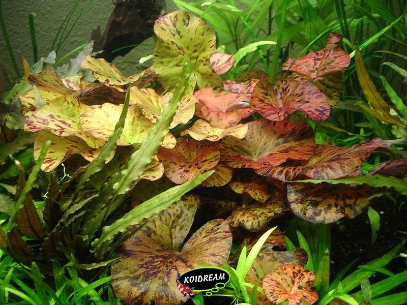 Aquariumplanten - Aquarium planten bij Koidreams in Valburg, Overige typen