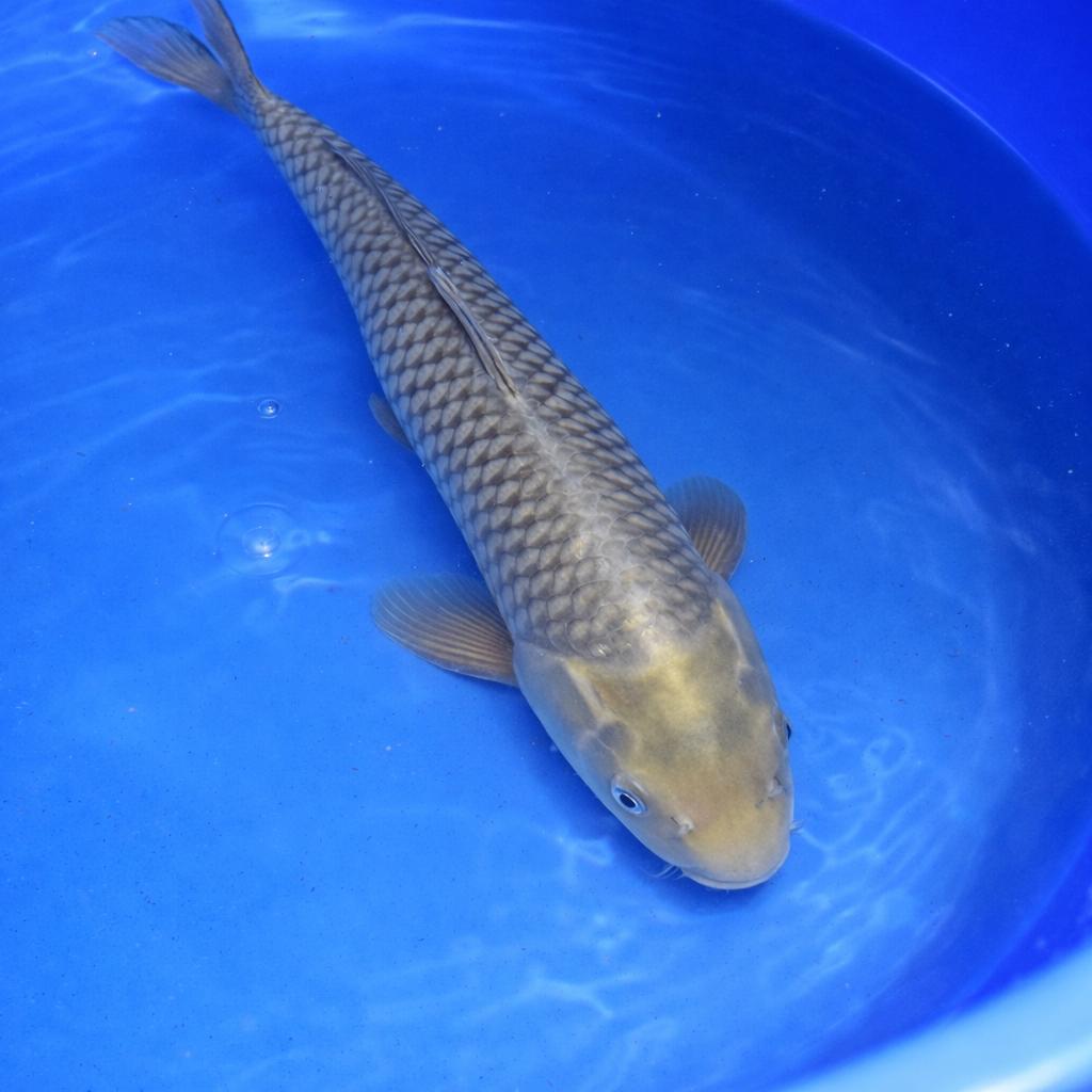Soragoi 43-47 cm Sansai Yamazaki, Karper of Koi