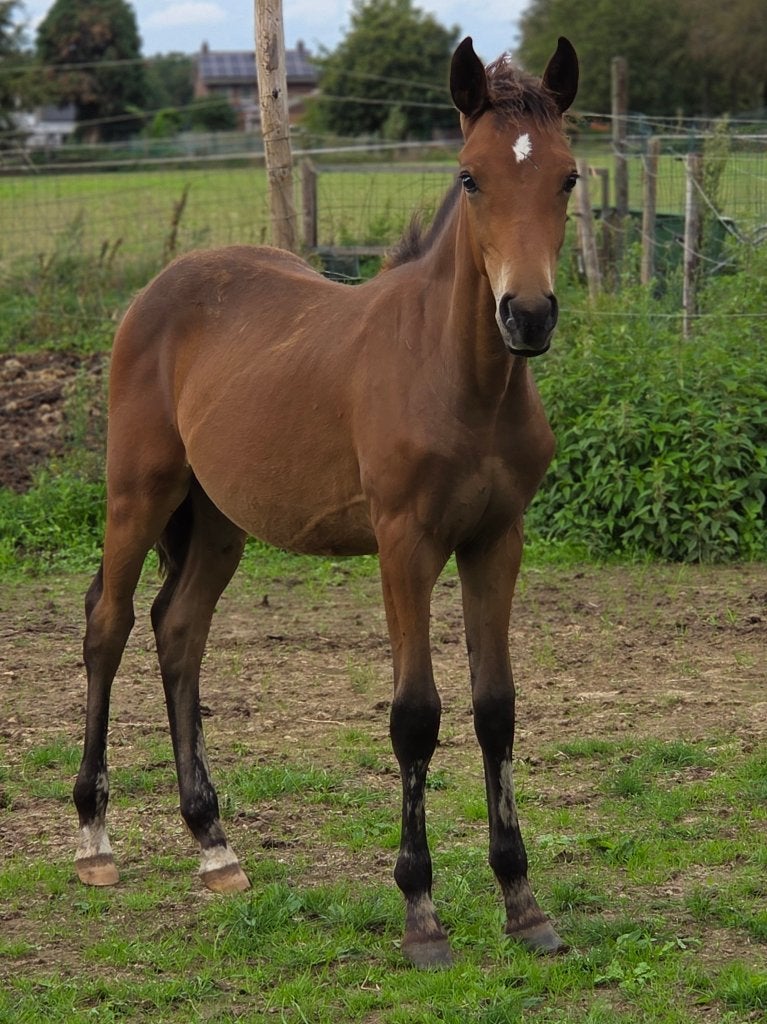 Opfokwaardig New Forest hengstveulen, Met stamboom, Niet van toepassing, 0 tot 2 jaar, Hengst