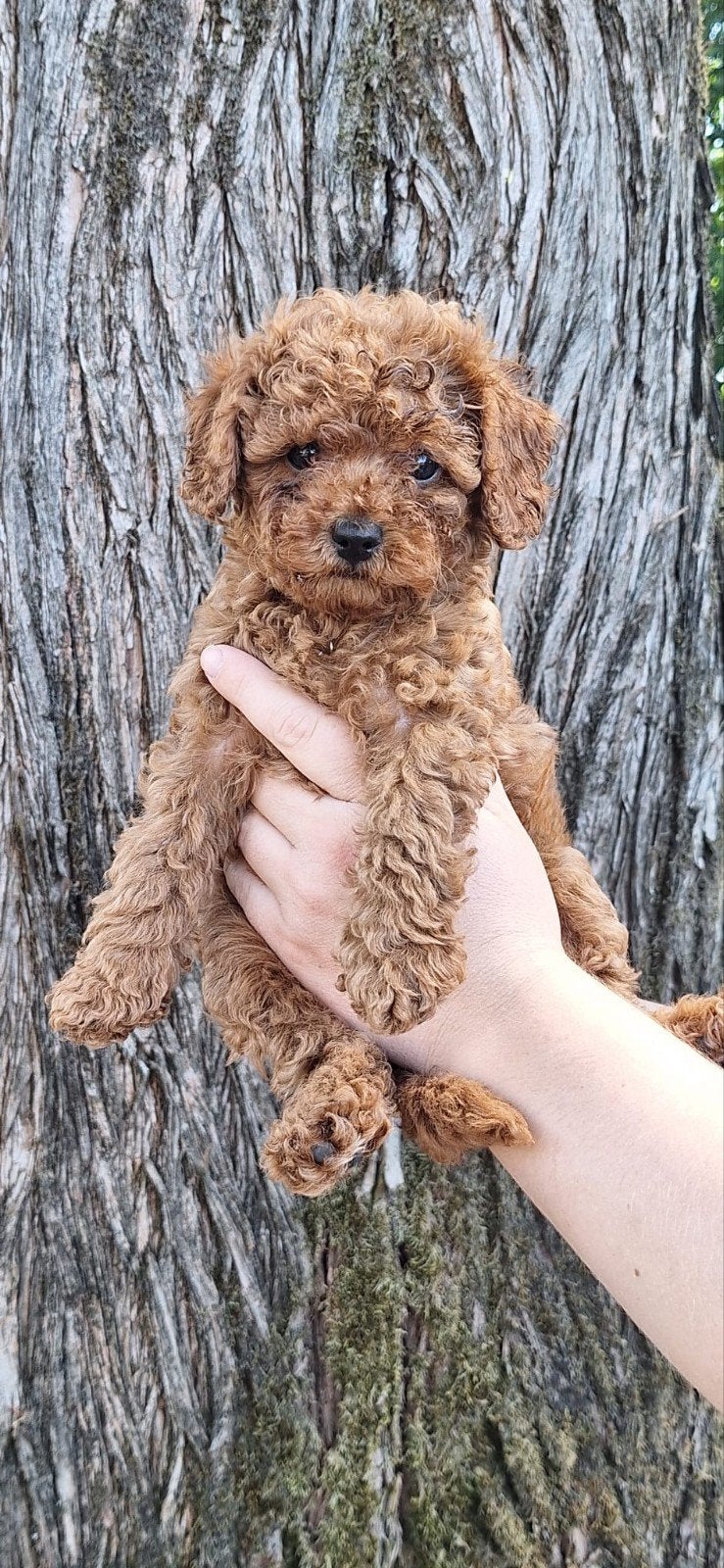Lieve, sociale abrikoos/donker rode Maltipoo teefjes te koop, Parvo, Overige rassen, 8 tot 15 weken, Teef