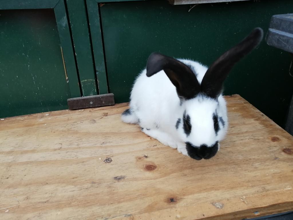 lotharinger rammetje, Dieren en Toebehoren, Konijnen, Mannelijk, Groot, 0 tot 2 jaar
