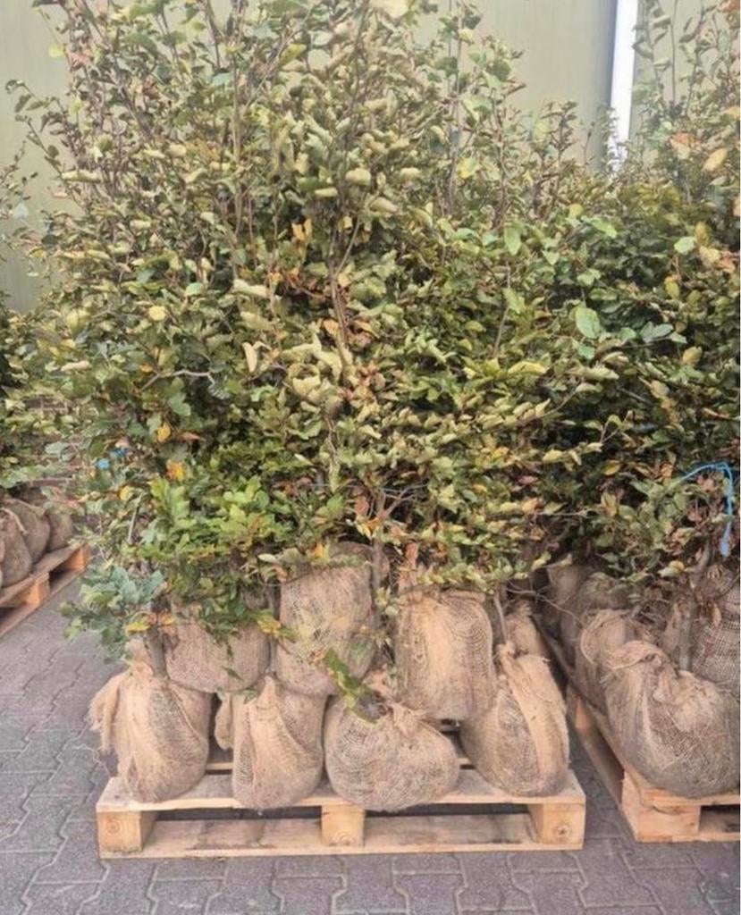 6 pallets Beukenhaag, Tuin en Terras, Planten | Bomen, Ophalen of Verzenden, Bloeit niet, Halfschaduw, Overige soorten