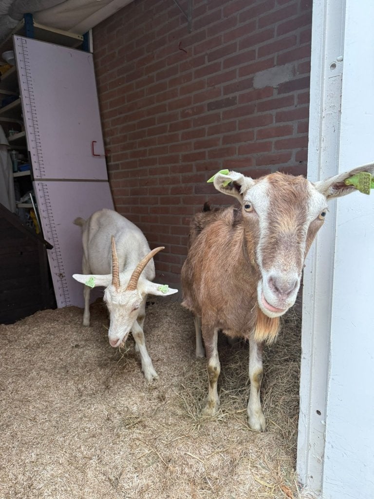 Stukje weiland voor een paar geitjes, Weidegang