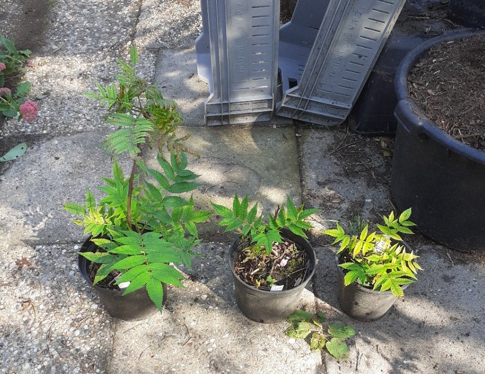 Fluweelboom (Rhus typhina), Tuin en Terras, Overige soorten, Volle zon, Vaste plant, Ophalen of Verzenden