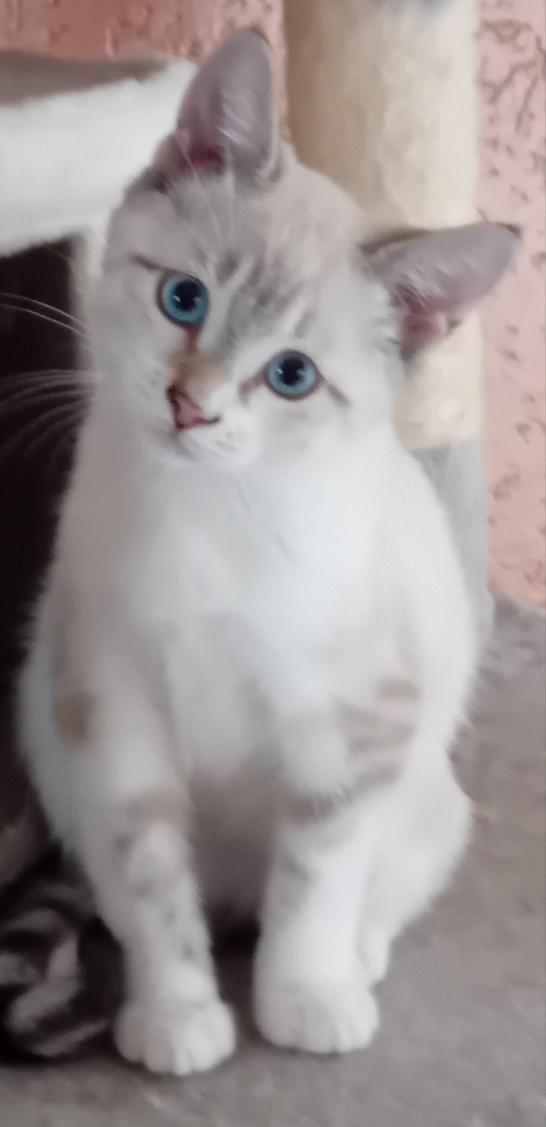 Ragdol-Bengaal  kittens  Direct huis verlaten€200, Poes, Ontwormd, 0 tot 2 jaar