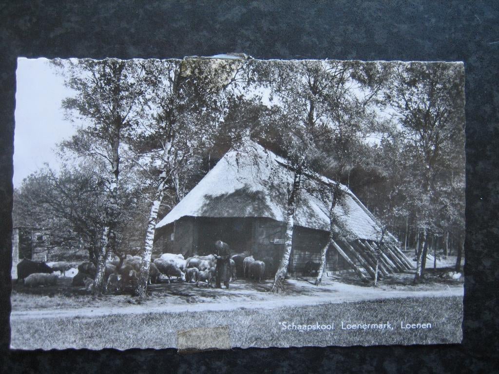 LOENEN Gld Schaapskooi Loenermark 1959, Ophalen of Verzenden, 1940 tot 1960, Gelderland