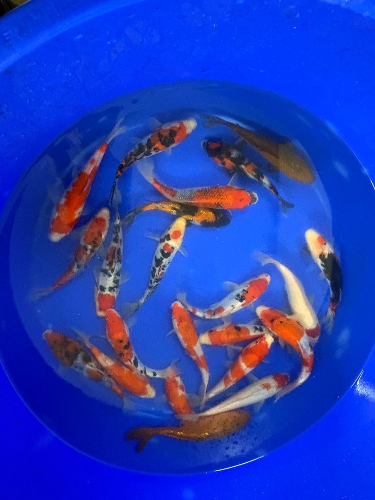 Conias 18/23cm Tosai, Karper of Koi