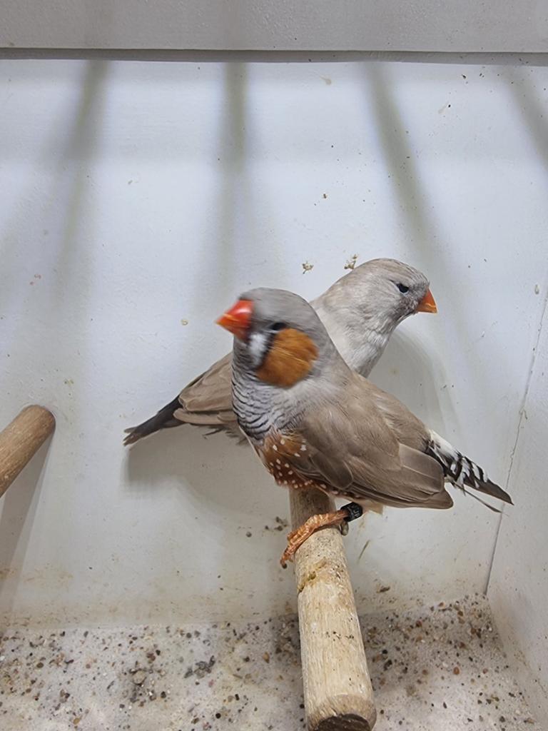 Te koop koppel charcoal bruin, Meerdere dieren