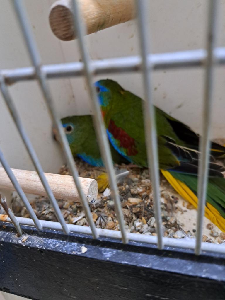 Te koop twee koppels roodbuik turqusiene parkieten voor vijf, Meerdere dieren, Parkiet