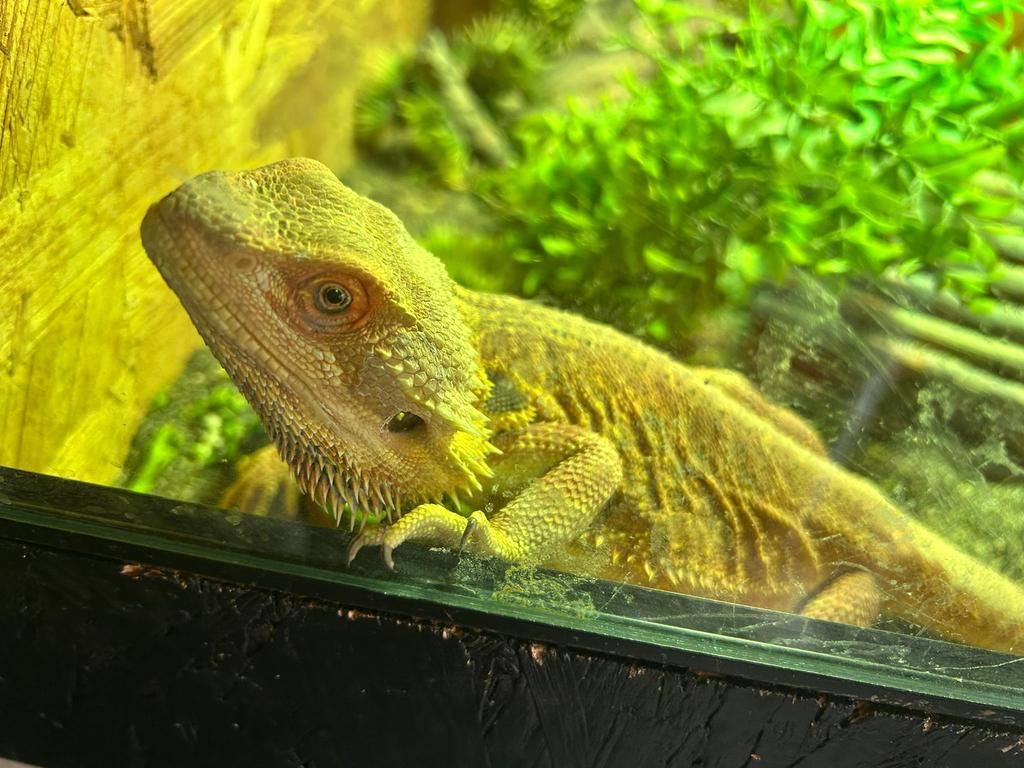 Baardagaam Met Terrarium/Stellingkast Bearded Dragon - unknown for sale from S.