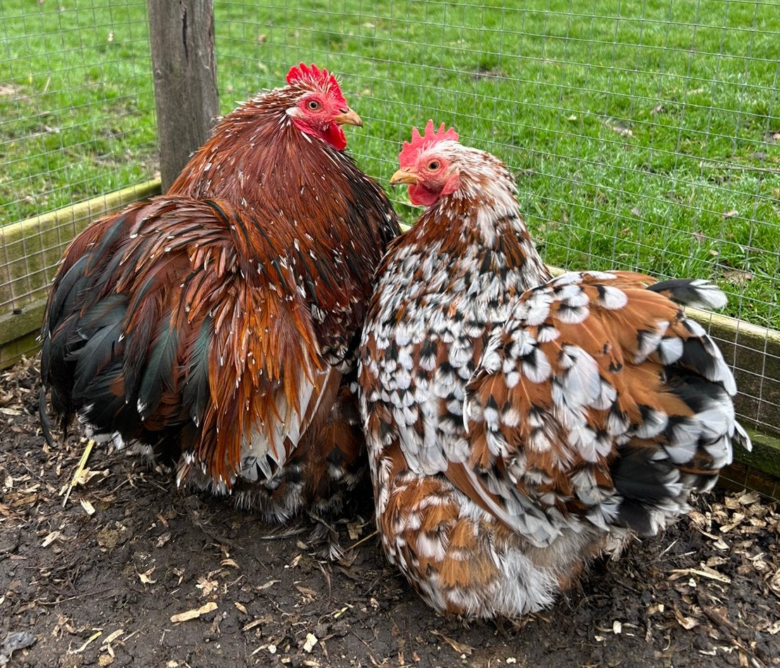 Cochin kriel broedeieren kleurzuiver, Dieren en Toebehoren, Pluimvee, Geslacht onbekend, Kip