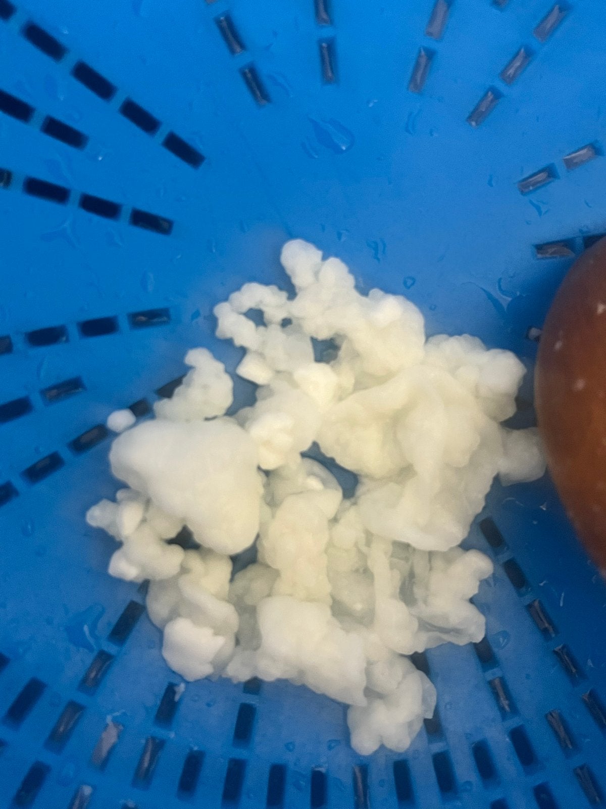 Melkkefir korrels, Diversen, Levensmiddelen, Ophalen