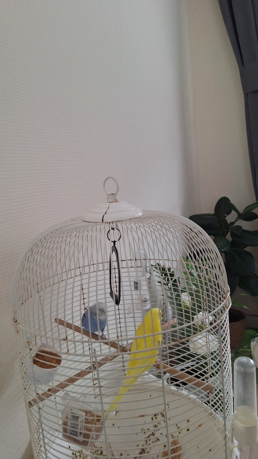 Vogelkooi en 2 grasparkieten., Dieren en Toebehoren