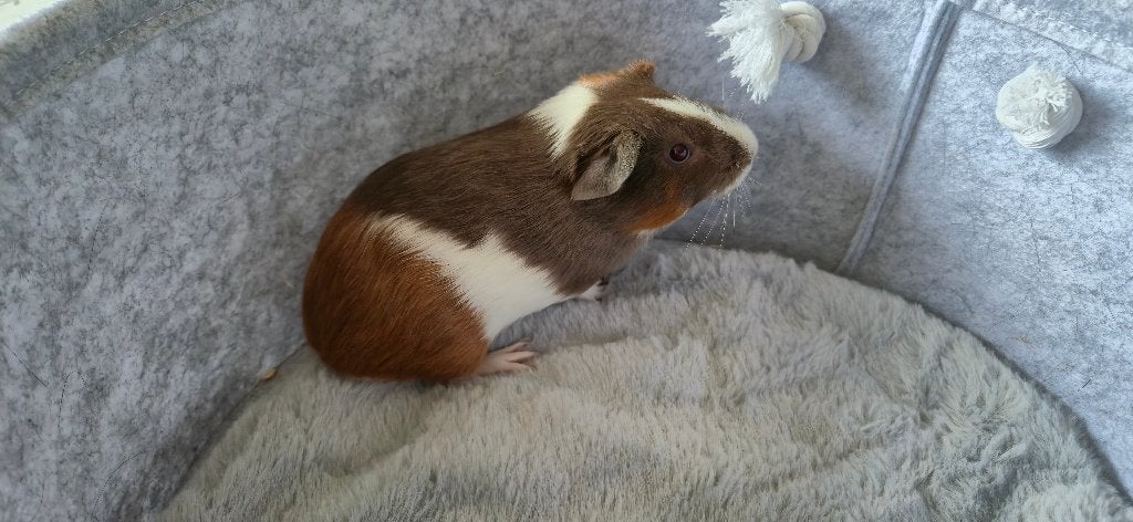 2 cavia mannetjes en/of vrouwtjes met of zonder kooi, Mei, Meerdere dieren, Cavia