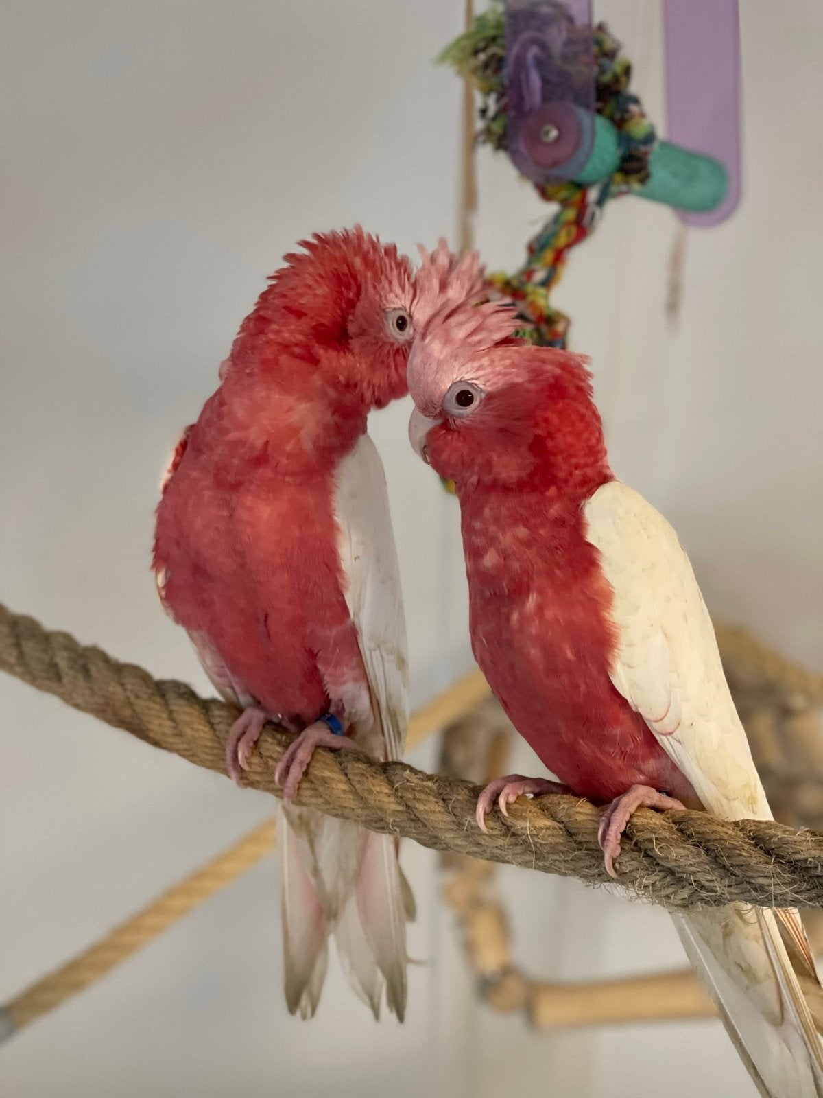 2 Lutino kaketoe mannen, Mannelijk, Papegaai, Geringd