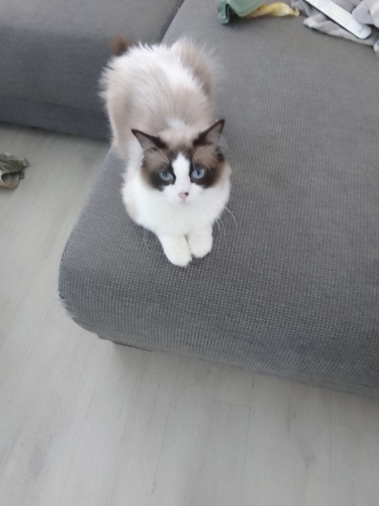 Dek kater, Kater, Ontwormd