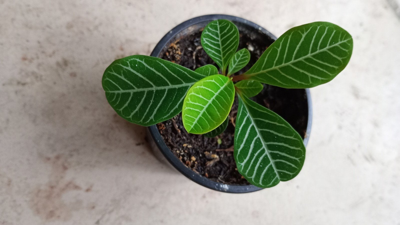 Stekje Madagascar Jewel (Euphorbia Leuconeura), Ophalen, Halfschaduw, Minder dan 100 cm
