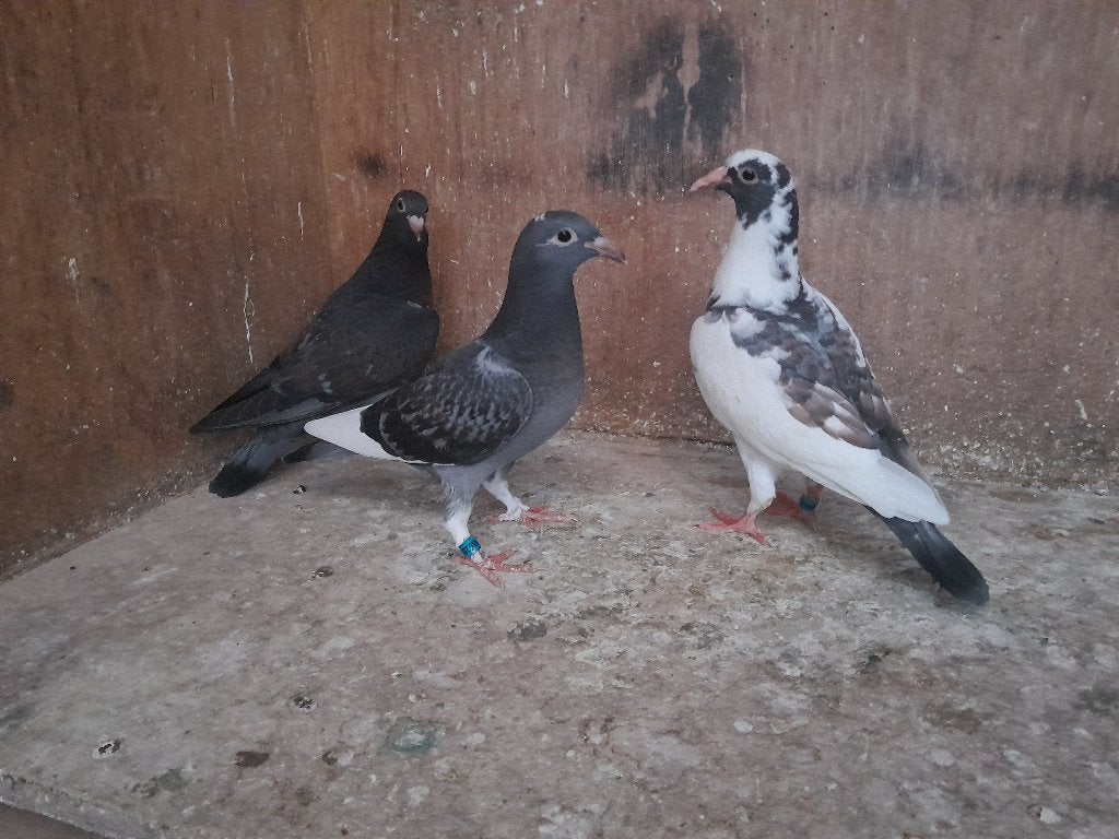 Postduiven, Dieren en Toebehoren, Vogels | Duiven, Meerdere dieren, Postduif