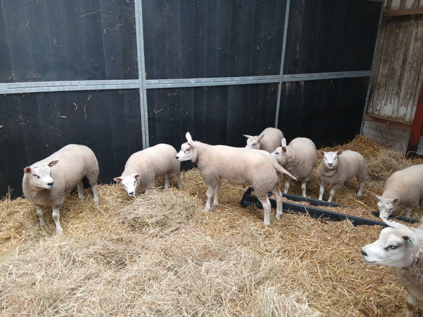 5 dekrammen texelaars, Dieren en Toebehoren, Schapen, Geiten en Varkens, Mannelijk, Schaap