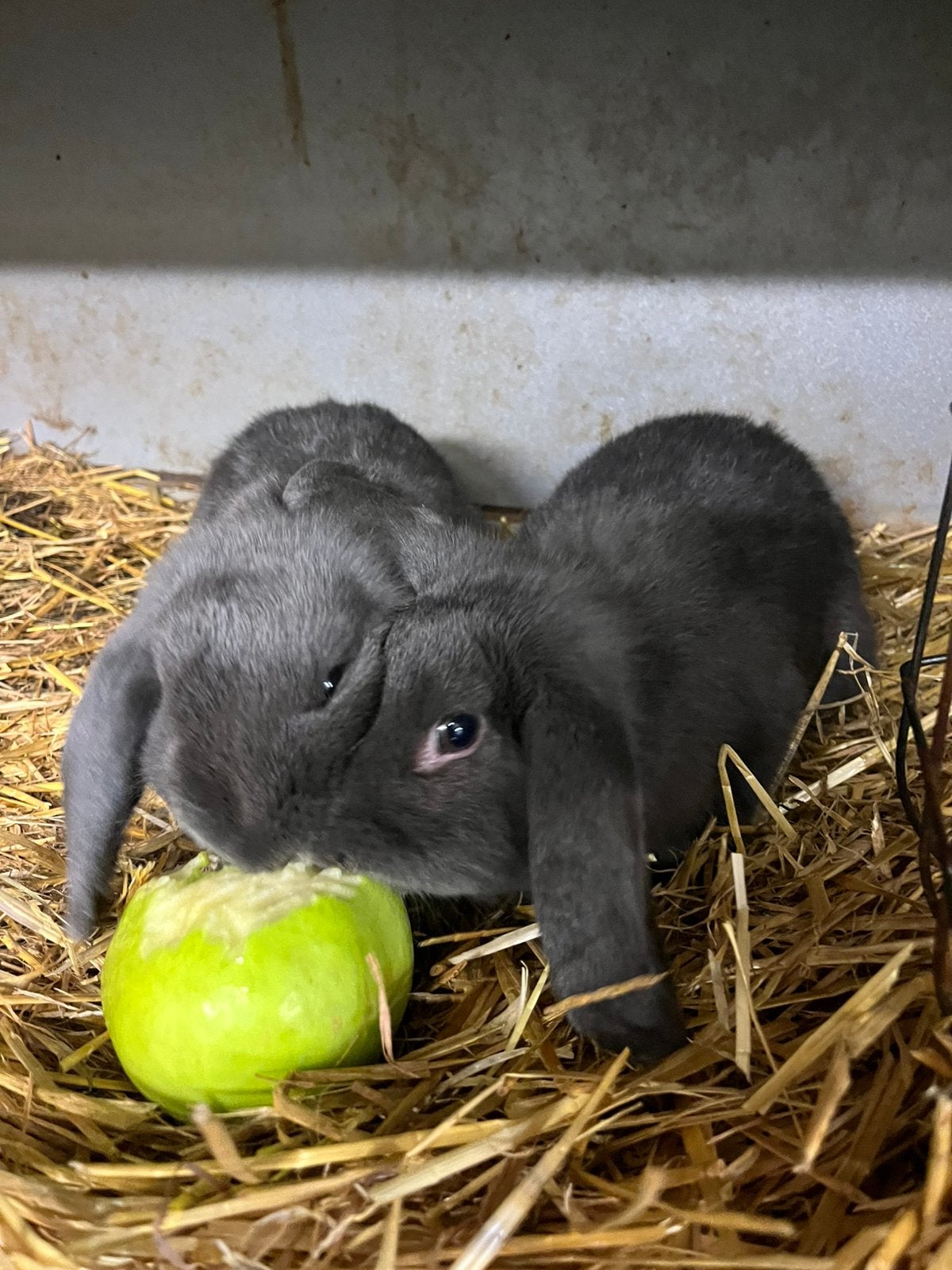 Te koop Hangoor Dwerg konijntjes, Dieren en Toebehoren, Meerdere dieren, Dwerg, Hangoor