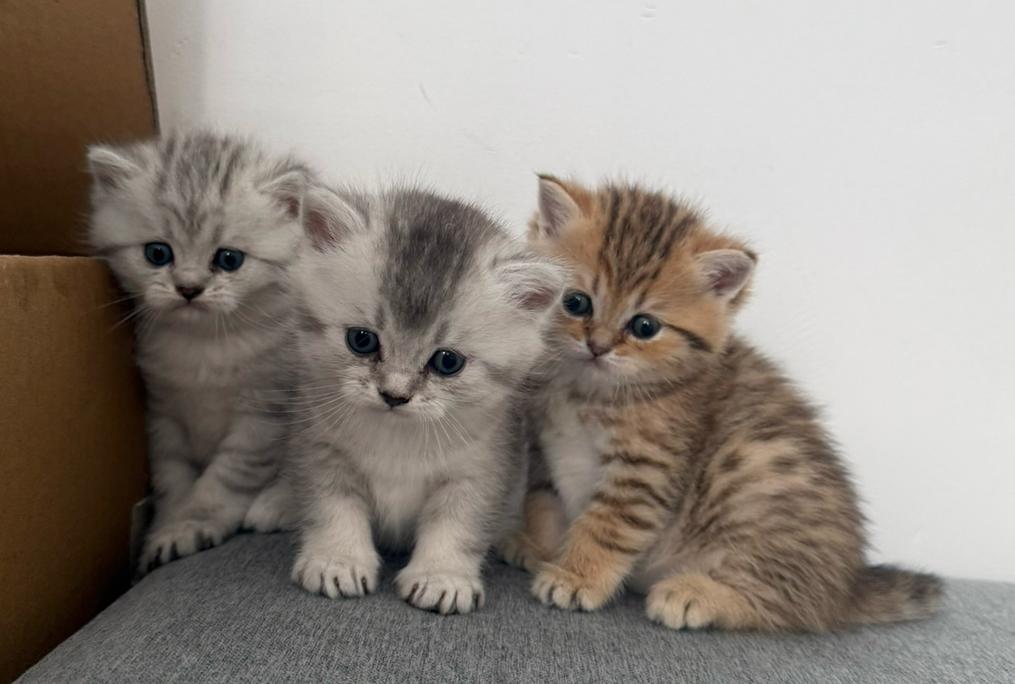 Brittish shorthair kittens te koop, Meerdere dieren, Ontwormd