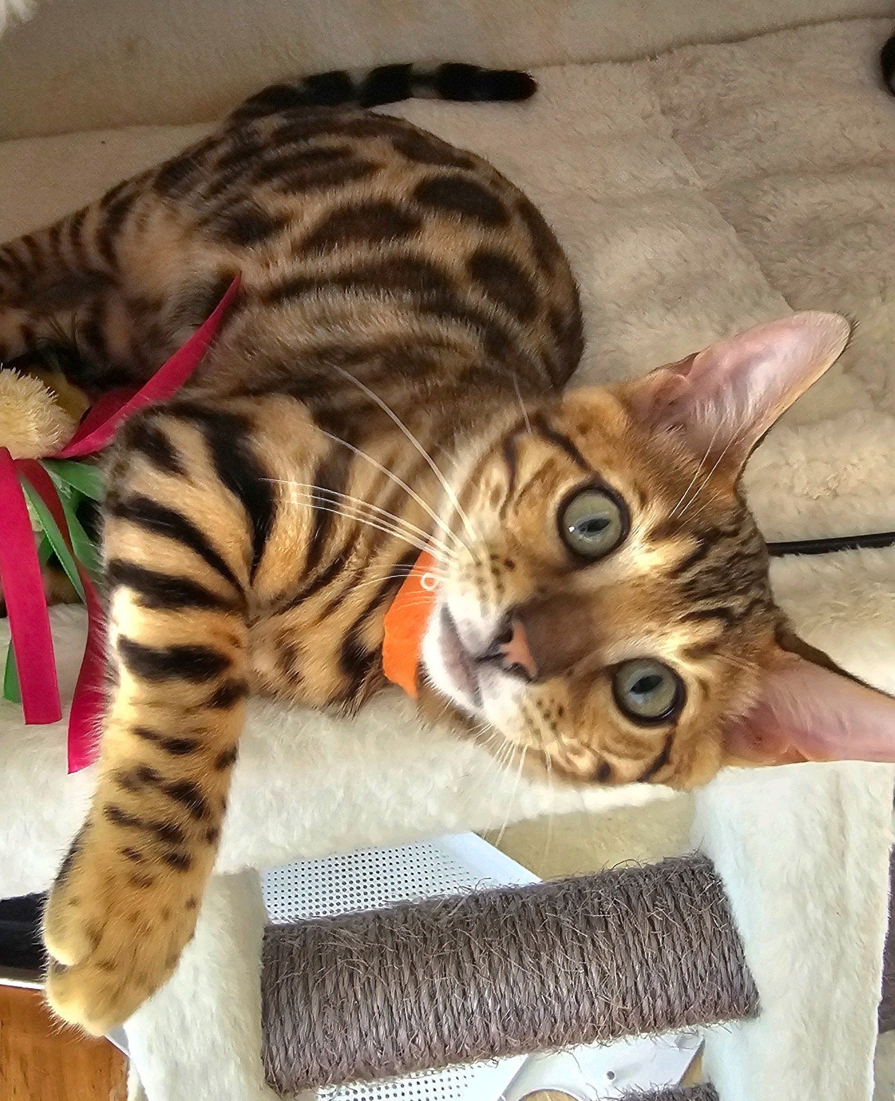 Nog een ☆Top ras☆ Bengaalse kitten met stamboom, Meerdere dieren, Met stamboom