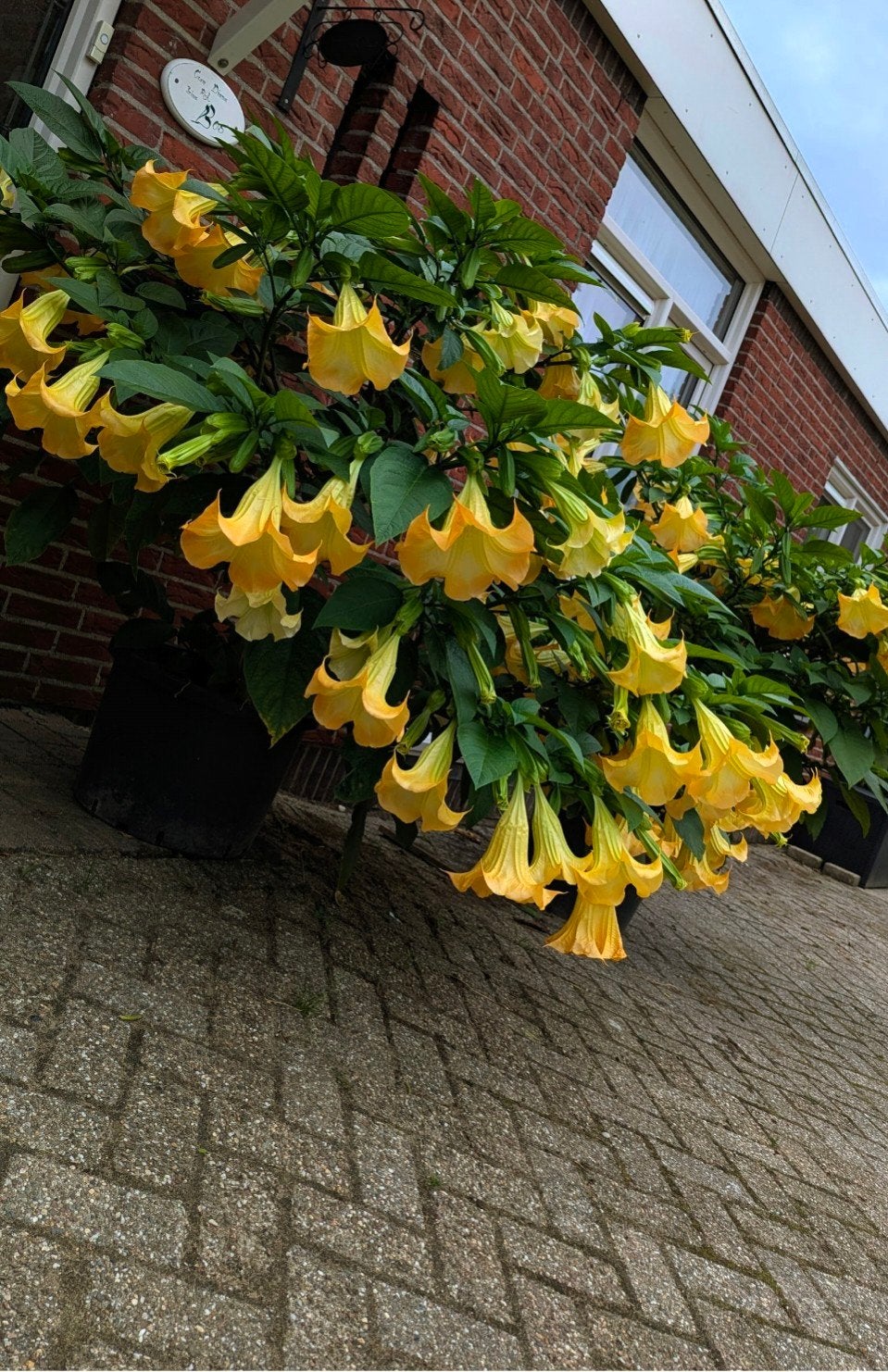 Brugmansia stekken geel, Volle zon, Vaste plant, Zomer, Ophalen