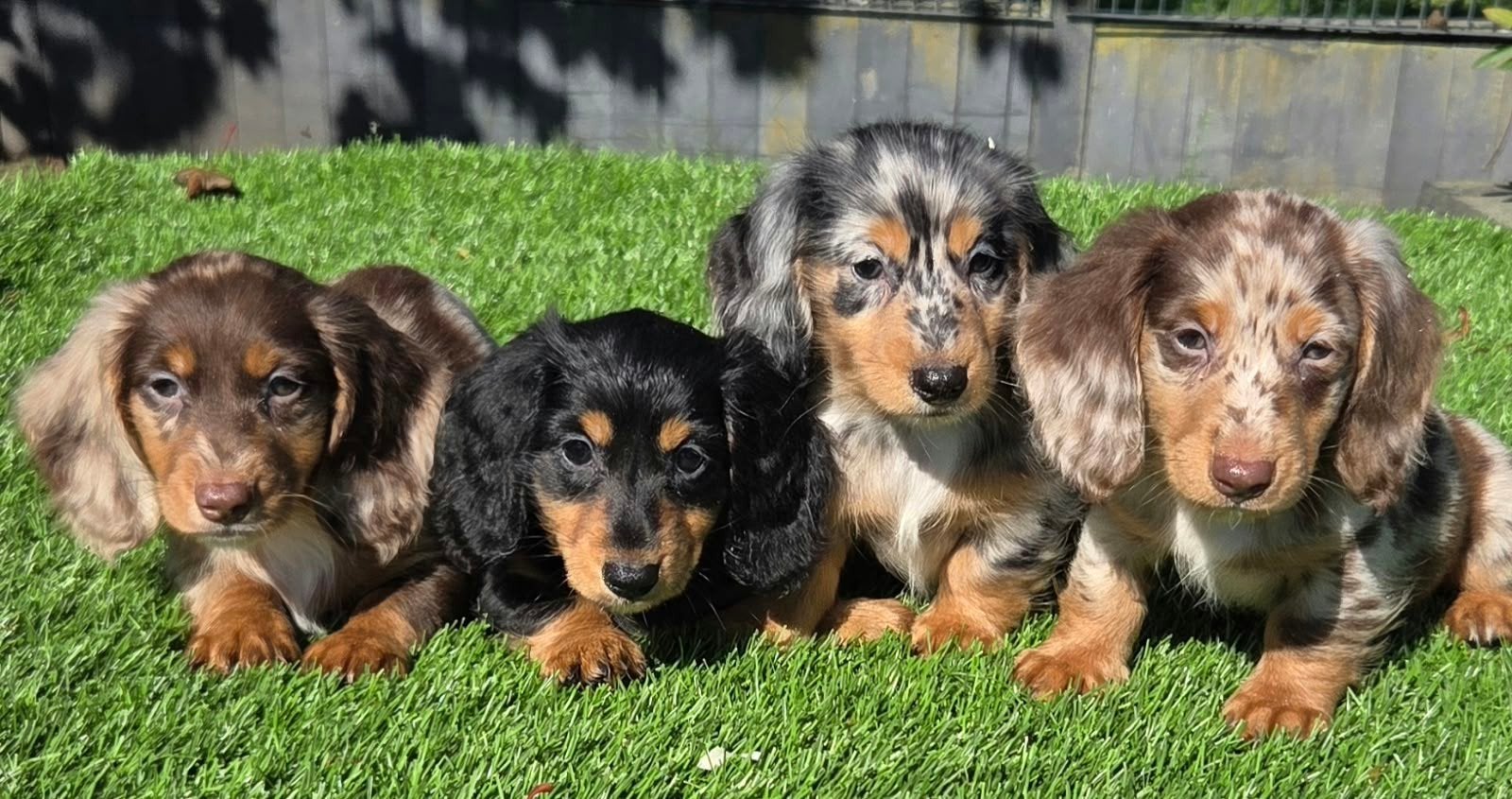 Merle & choco merle  langharige Dwergteckel pups