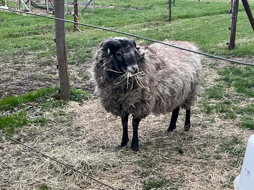 Grijze Skudde Ram, Dieren en Toebehoren, Mannelijk, Schaap