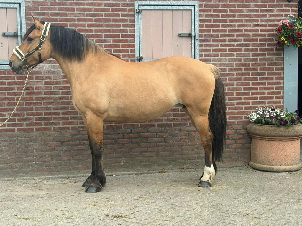 Dragende Fjord merrie te koop, Dieren en Toebehoren, Merrie, Recreatiepaard