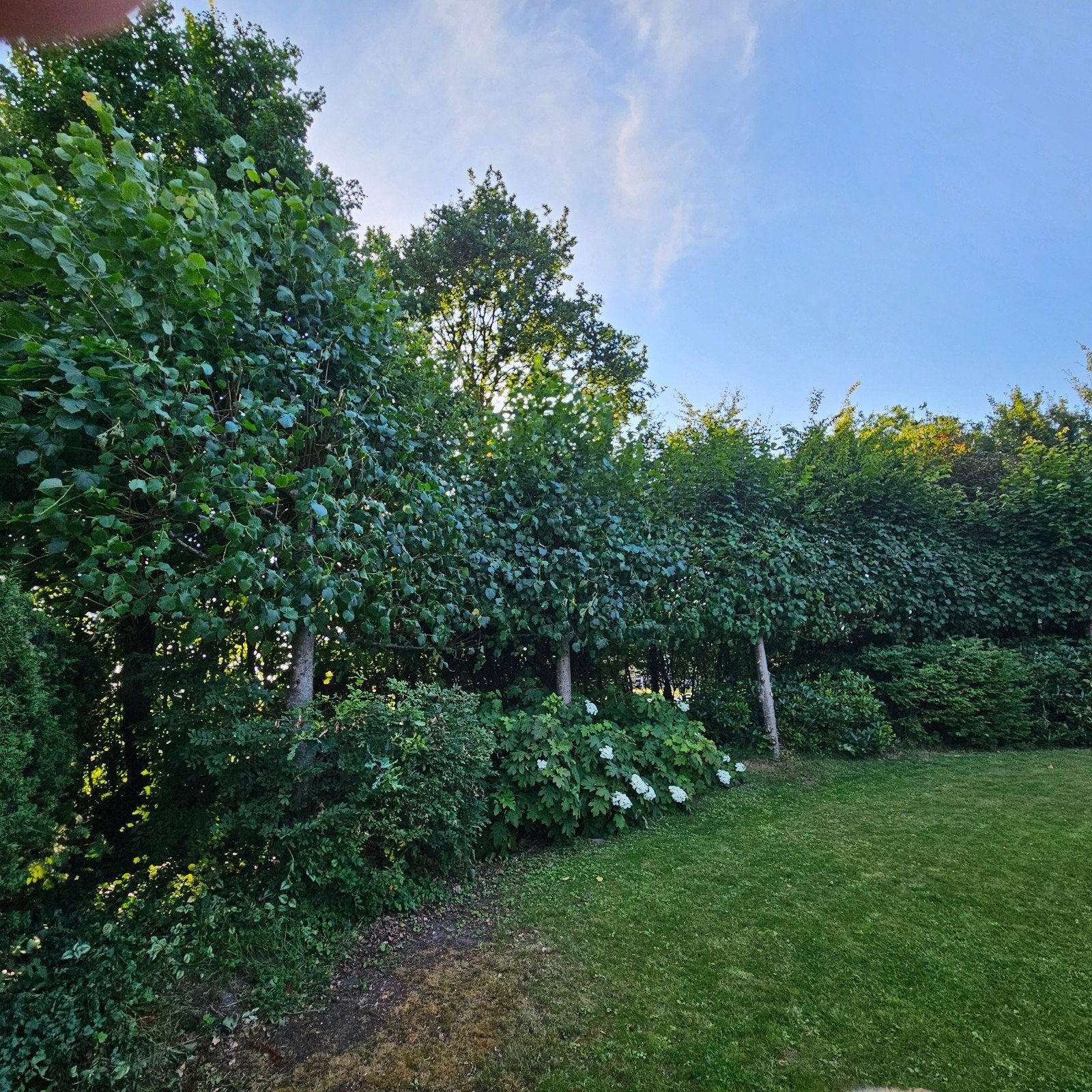 5 volgroeide leilindes | ca 4m hoog, Tuin en Terras, Planten | Bomen, Ophalen, Bloeit niet, Leiboom, Halfschaduw