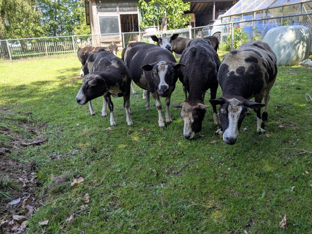 Schapen (5 stuks) op zoek naar een nieuwe wei., Dieren en Toebehoren, Vrouwelijk, Schaap