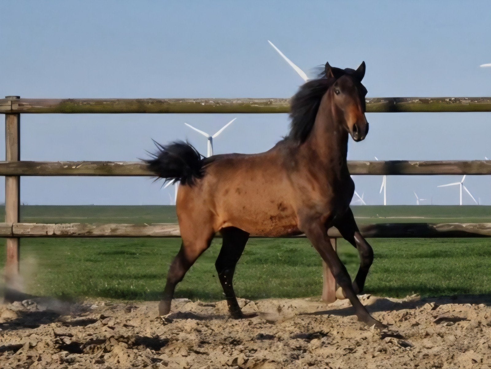 Hele lieve en knappe lusitano merrie, Dieren en Toebehoren, Paarden, Merrie, Met stamboom, 0 tot 2 jaar