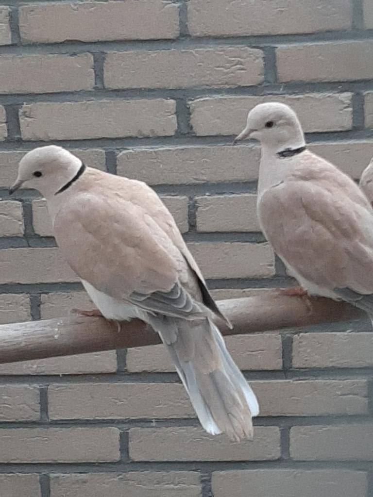 Pastel doffer lachduif/tortelduif/tortel., Dieren en Toebehoren, Vogels | Duiven, Mannelijk, Tortelduif