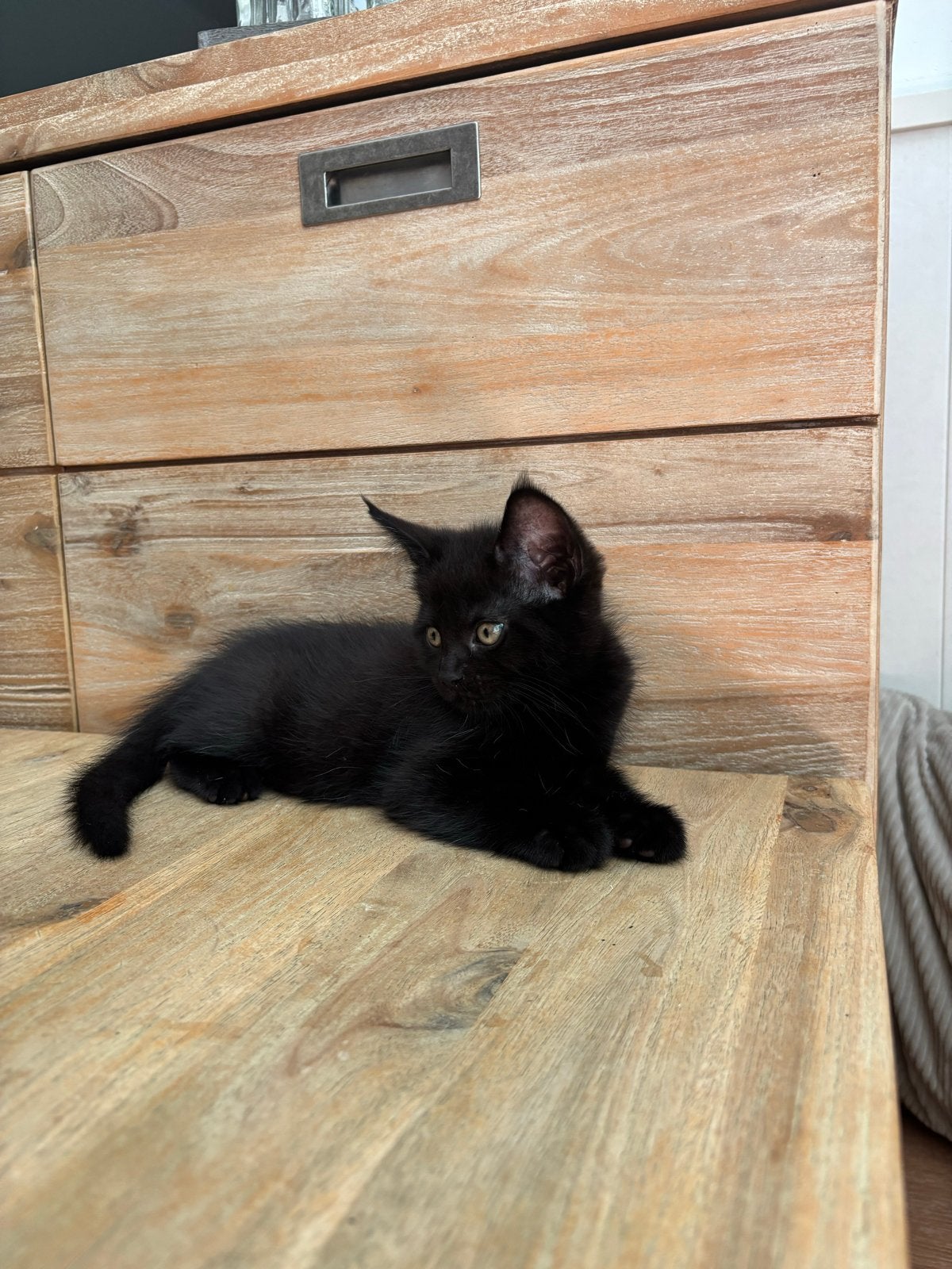 Maine Coon x kittens, Dieren en Toebehoren, Meerdere dieren, 0 tot 2 jaar