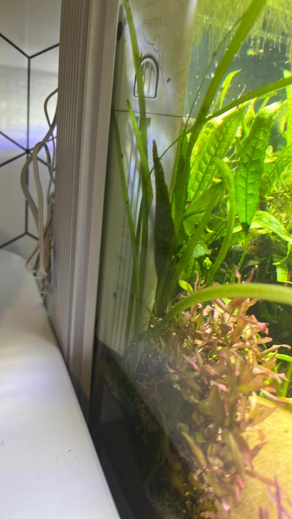 Kleine aquarium slakken, Ophalen