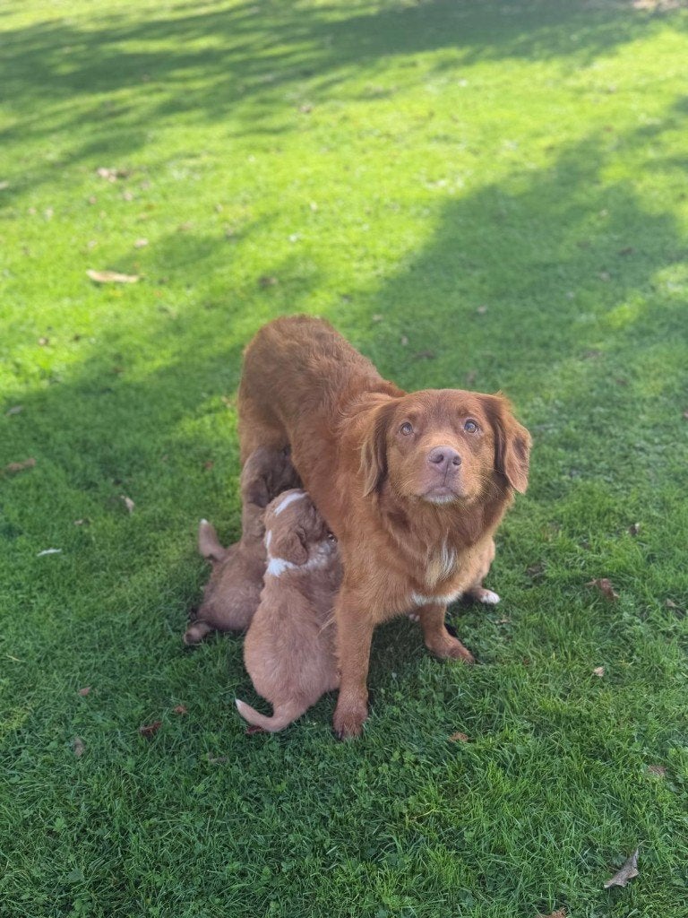 toller pups, Overige rassen, 8 tot 15 weken, Meerdere, Meerdere dieren