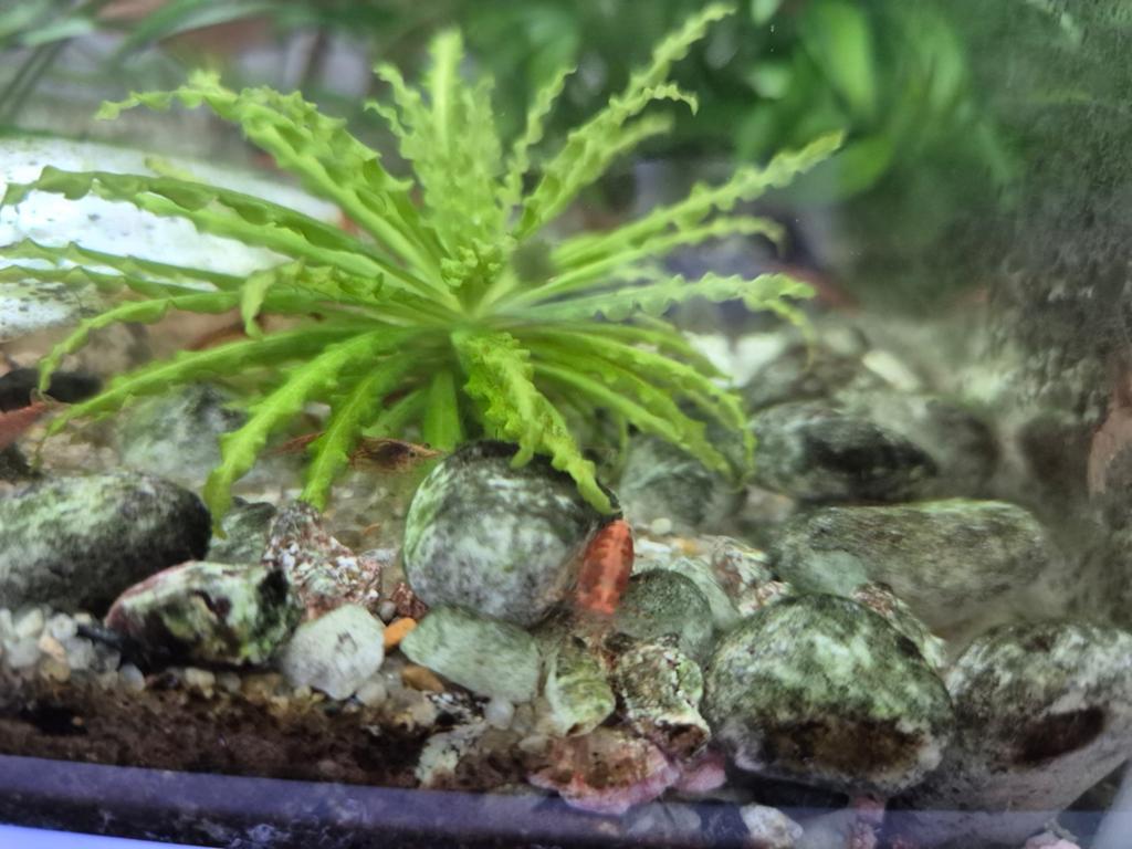 Rode vuurgarnaal. Neocaridina davidi (niet voor consumptie), Dieren en Toebehoren, Ophalen of Verzenden, Zo goed als nieuw, Leeg aquarium