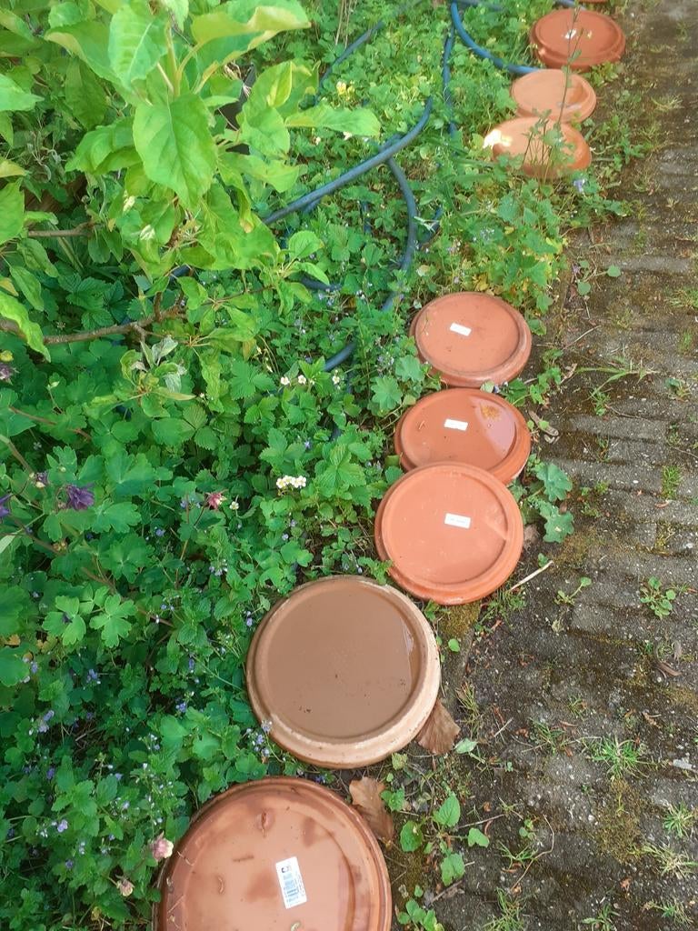 Plantenschotels, Ophalen, Rond, Minder dan 25 cm, Minder dan 40 cm